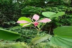 Bauhinia monandra